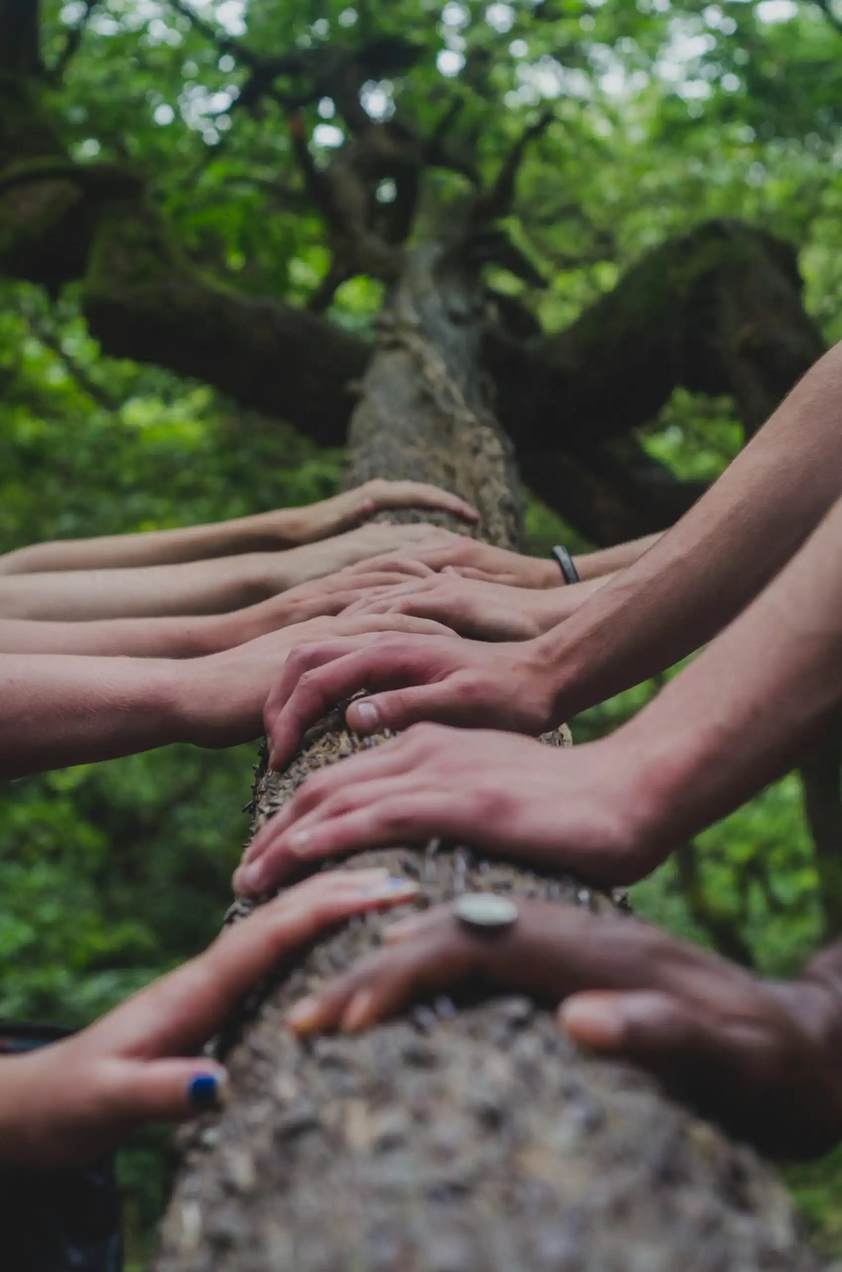 Mains alignées le long d'un tronc d'arbre, évoquant un coaching professionnel